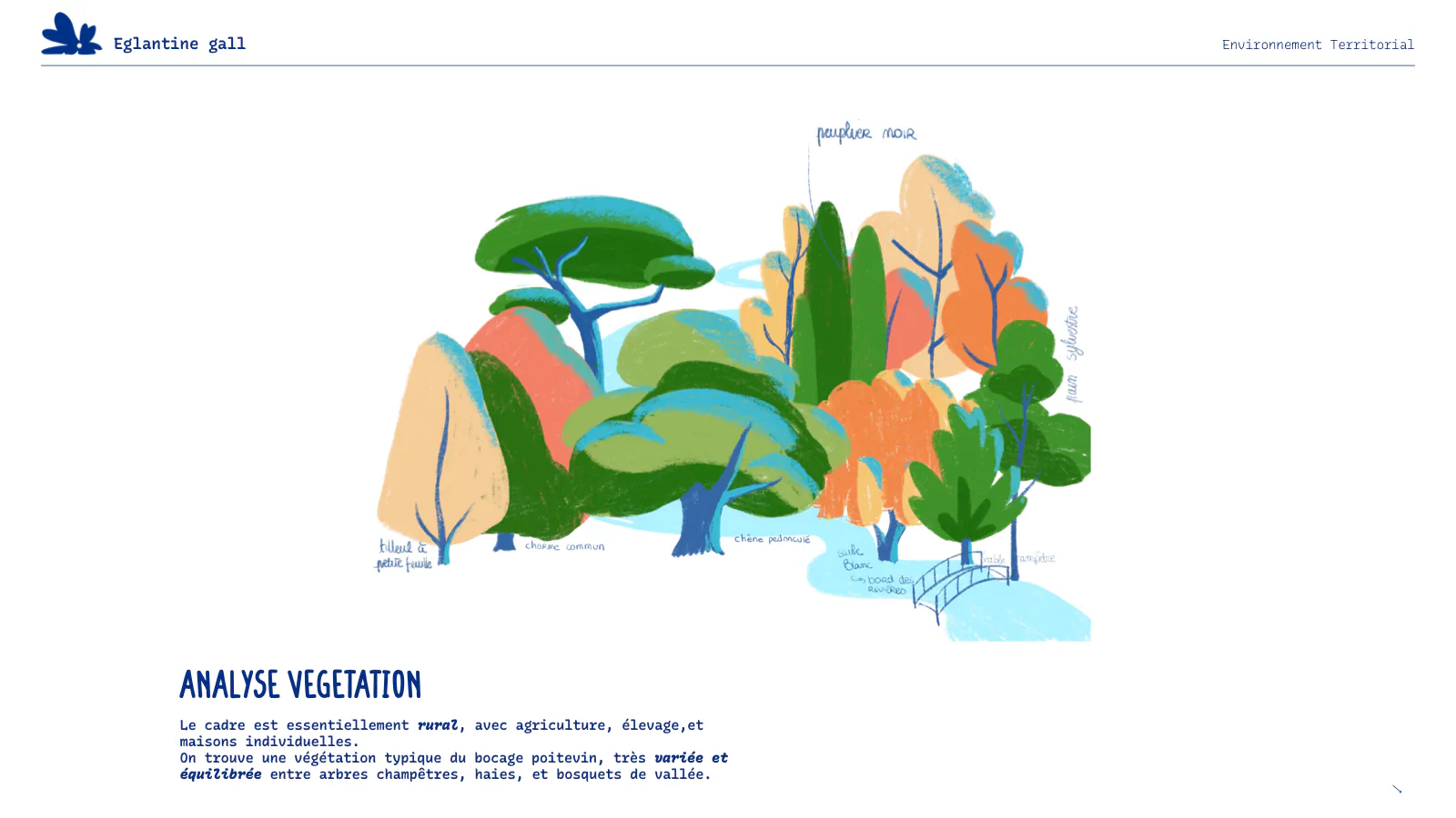 Planche d’arbres du bocage pour l’affiche : chêne, peuplier, saule, charme et tilleul en vert et orange, nommés à la main, près d’une passerelle.